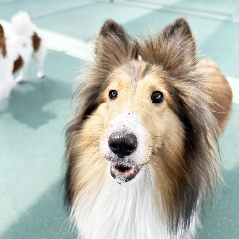 生徒が撮影してくれたモデル犬☆②